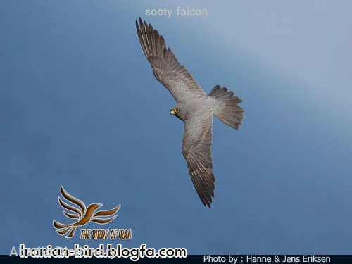sooty falcon